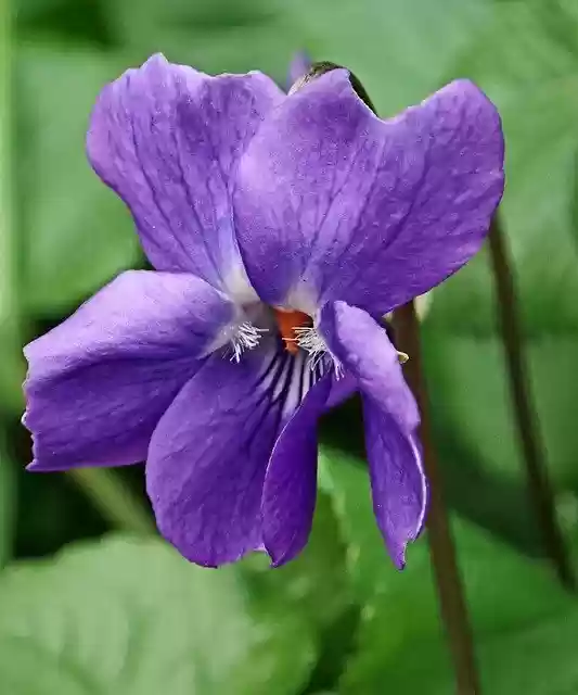 Free download Flower Violet Macro -  free photo or picture to be edited with GIMP online image editor
