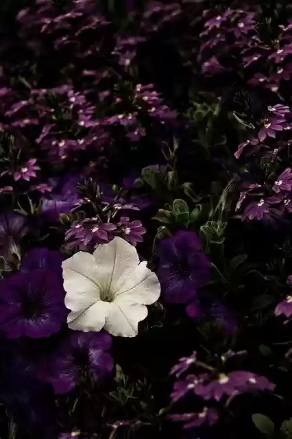 Безкоштовно завантажте безкоштовний шаблон фотографій Flower Violet Purple для редагування в онлайн-редакторі зображень GIMP