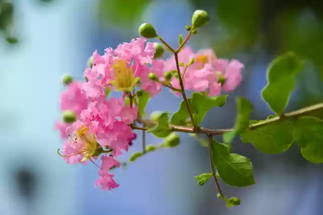 Free download flower wall en free picture to be edited with GIMP free online image editor