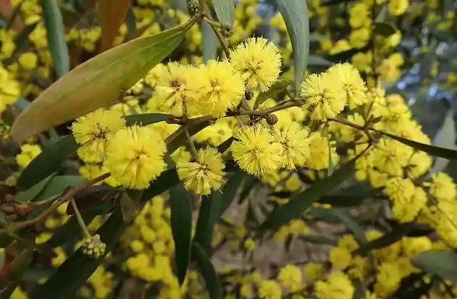 Free download Flower Wattle Acacia -  free photo or picture to be edited with GIMP online image editor