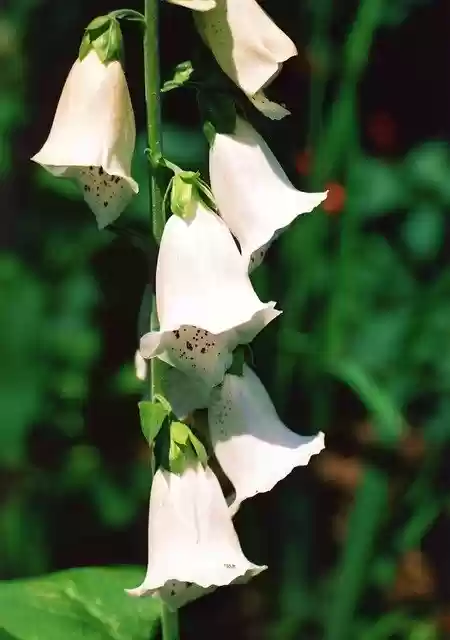 Free download Flower White Bell Shaped -  free photo or picture to be edited with GIMP online image editor