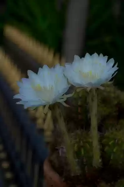 Free download Flower White Cantus -  free photo or picture to be edited with GIMP online image editor