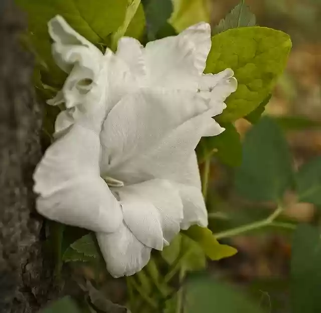 Kostenloser Download Flower White Nature kostenlose Fotovorlage zum Bearbeiten mit GIMP Online-Bildbearbeitung