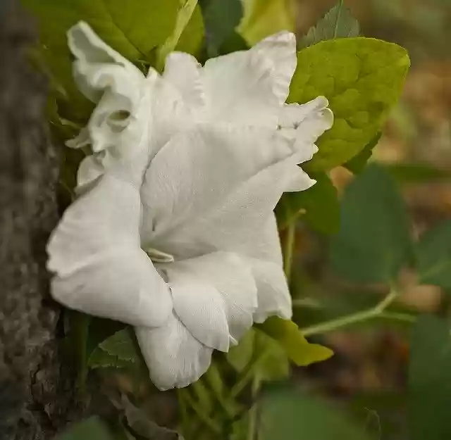 Descarga gratuita Flower White Nature plantilla de fotografía gratuita para editar con el editor de imágenes en línea GIMP