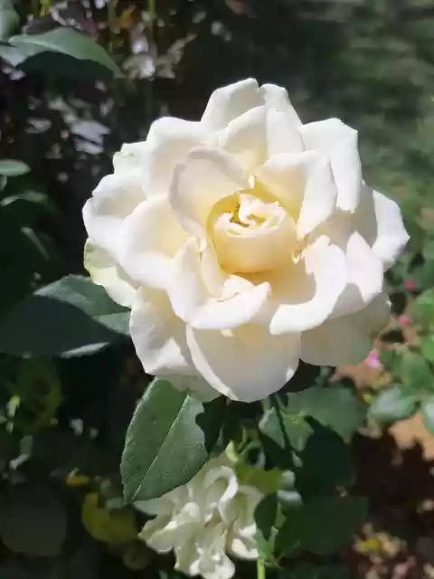 Free download Flower White Rose -  free photo or picture to be edited with GIMP online image editor