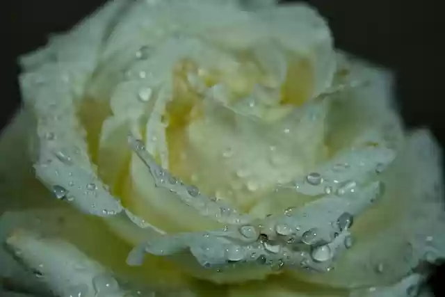 Free download flower white rose raindrops flora free picture to be edited with GIMP free online image editor