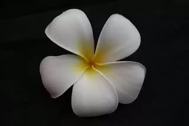 Free download Flower White Yellow -  free photo or picture to be edited with GIMP online image editor