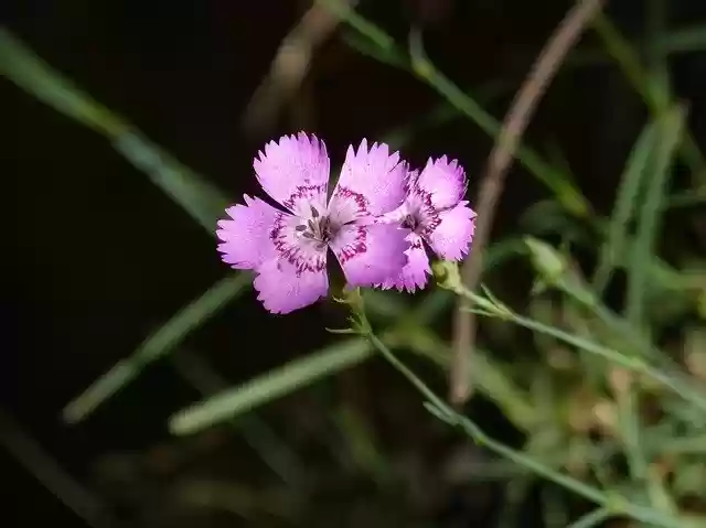 Free download Flower Wild Carnation -  free photo or picture to be edited with GIMP online image editor