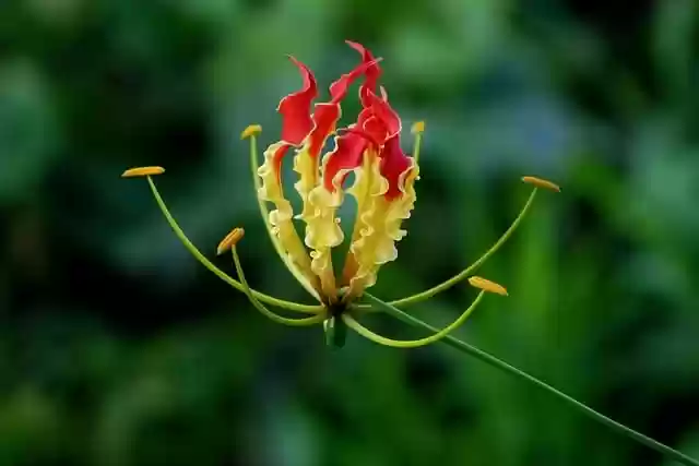 Free download flower wildflowers fire flower free picture to be edited with GIMP free online image editor