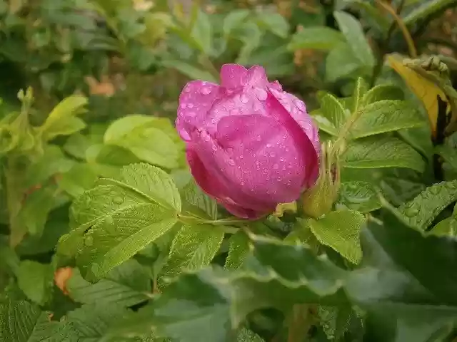 Free download Flower Wild Rose Nature -  free free photo or picture to be edited with GIMP online image editor