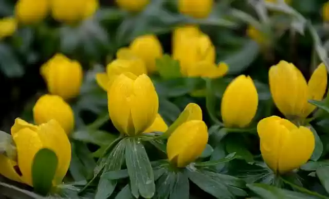 Free download flower winterlings dewdrop raindrop free picture to be edited with GIMP free online image editor