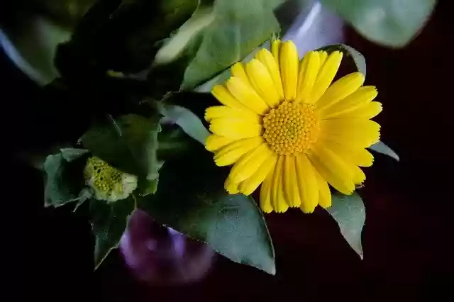 免费下载 Flower Yellow Bloom 免费照片模板，可使用 GIMP 在线图像编辑器进行编辑