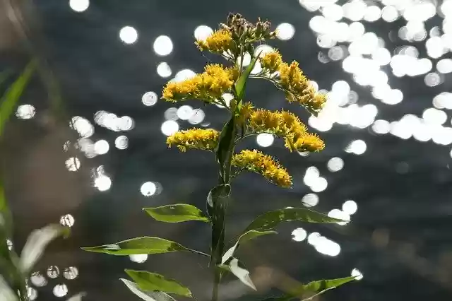 Free download Flower Yellow Channel -  free photo or picture to be edited with GIMP online image editor