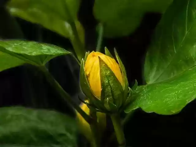 Free download Flower Yellow Flora -  free photo or picture to be edited with GIMP online image editor