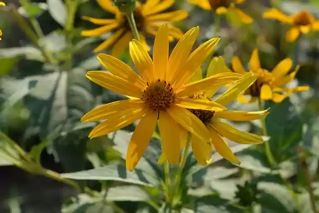 Free download Flower Yellow Garden -  free photo or picture to be edited with GIMP online image editor