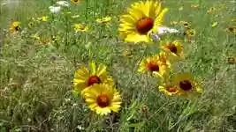 Free download Flower Yellow Nature -  free free photo or picture to be edited with GIMP online image editor