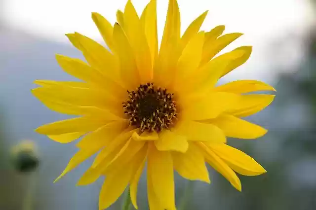 Free download Flower Yellow Petals -  free photo or picture to be edited with GIMP online image editor