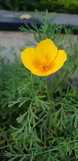 Free download Flower Yellow Plant Earth -  free photo or picture to be edited with GIMP online image editor