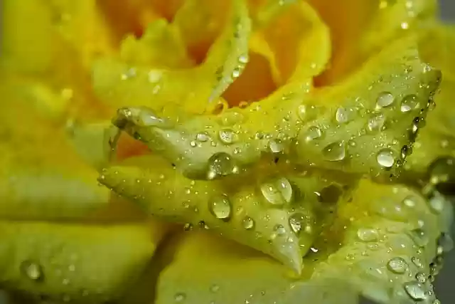 Free download flower yellow rose petals raindrops free picture to be edited with GIMP free online image editor