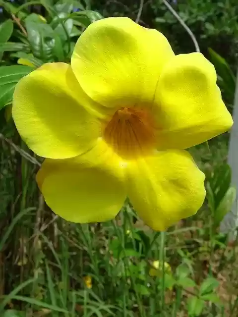 Muat turun percuma Flower Yellow Thailand - foto atau gambar percuma untuk diedit dengan editor imej dalam talian GIMP