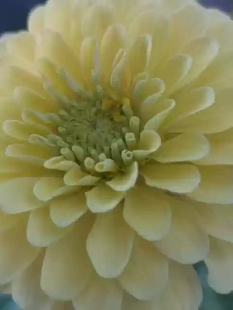 Free download flower yellow zinnia flowers free picture to be edited with GIMP free online image editor