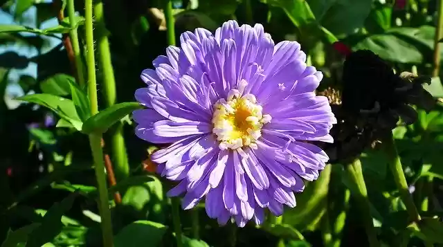 Free download Flower Zinnia Blue -  free photo or picture to be edited with GIMP online image editor