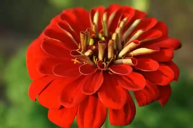 Free download flower zinnia red flower free picture to be edited with GIMP free online image editor