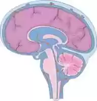 Free download Fluid Cerebrospinal free photo or picture to be edited with GIMP online image editor