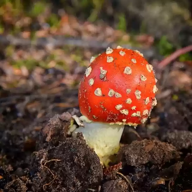 Free download Fly Agaric Bright Red Forest -  free photo or picture to be edited with GIMP online image editor