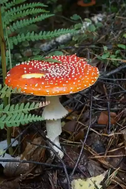 Free download Fly Agaric Mushroom Autumn -  free photo or picture to be edited with GIMP online image editor