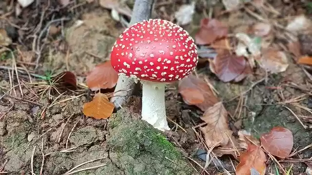 Descarga gratuita Fly Agaric Mushrooms - foto o imagen gratuita para editar con el editor de imágenes en línea GIMP