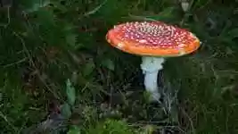 Free download Fly Agaric Red White -  free video to be edited with OpenShot online video editor