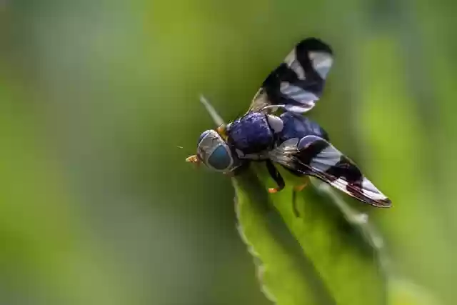 Free download fly bug insect wildlife nature free picture to be edited with GIMP free online image editor