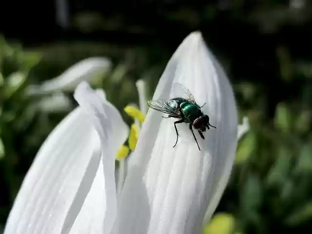 Free download Fly Flower Nature -  free photo or picture to be edited with GIMP online image editor