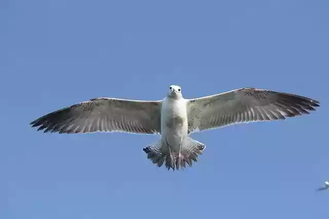 Free download Flying Bird Nature -  free photo or picture to be edited with GIMP online image editor