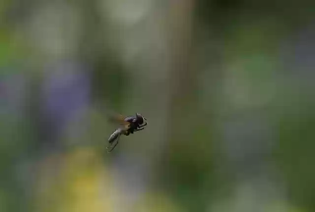 Free download fly insect flying wings animal free picture to be edited with GIMP free online image editor