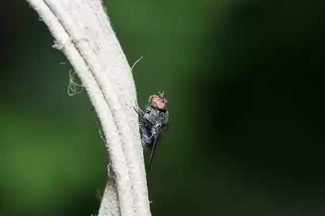 Libreng download Fly Nearby Insect - libreng larawan o larawan na ie-edit gamit ang GIMP online na editor ng imahe