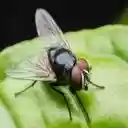 fly on leaf wallpaper  screen for extension Chrome web store in OffiDocs Chromium