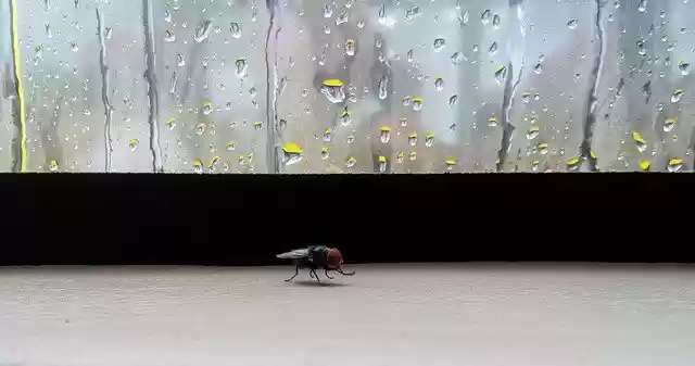 Free download Fly Rain Rainy Day -  free photo or picture to be edited with GIMP online image editor