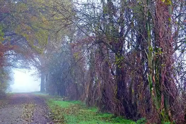 Free download Fog Away Lane -  free free photo or picture to be edited with GIMP online image editor