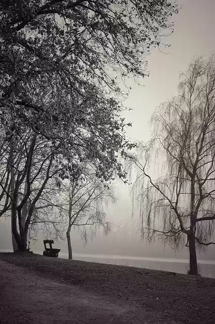 Free download Fog Black And White Trees -  free photo or picture to be edited with GIMP online image editor