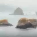 Foggy Coastline  screen for extension Chrome web store in OffiDocs Chromium