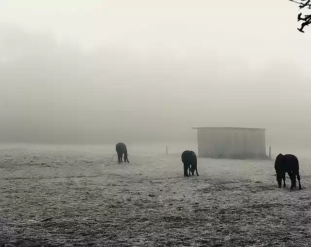 Free download Fog Horses Autumn -  free free photo or picture to be edited with GIMP online image editor