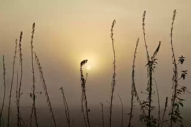 Free download Fog Sunrise Grasses -  free photo or picture to be edited with GIMP online image editor