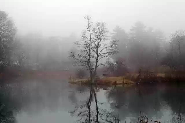 Free download Fog Tree Lake -  free photo or picture to be edited with GIMP online image editor