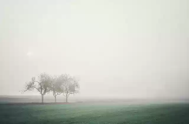 Free download Fog Trees Valley -  free photo or picture to be edited with GIMP online image editor