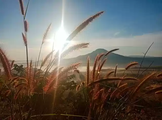 Free download Fog Winter Nature -  free photo or picture to be edited with GIMP online image editor