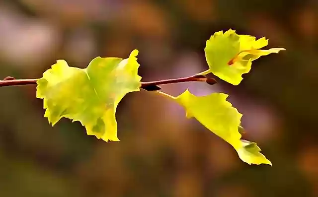 Free download Foliage Autumn Gold Yellow -  free illustration to be edited with GIMP free online image editor