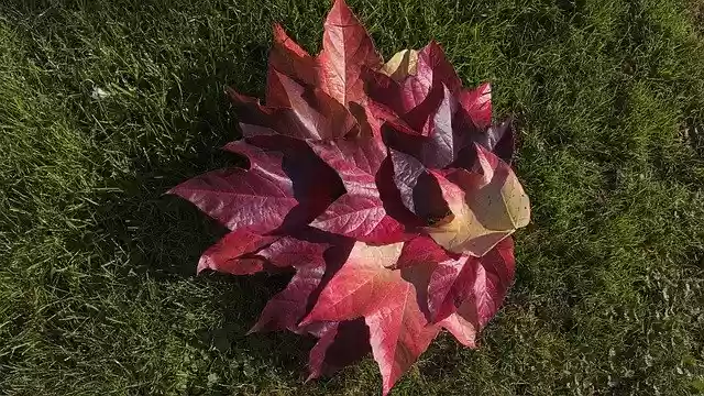 Free download Foliage Autumn Mood -  free photo or picture to be edited with GIMP online image editor