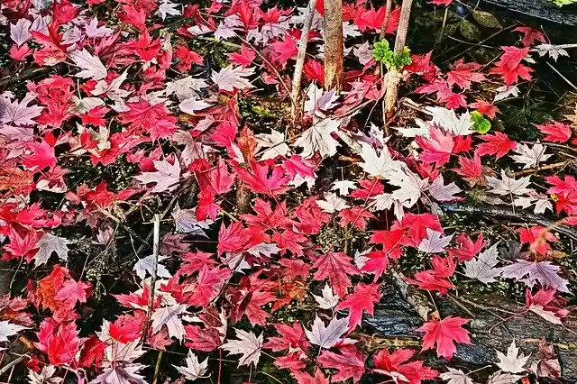 Free download Foliage Clone Autumn -  free photo or picture to be edited with GIMP online image editor
